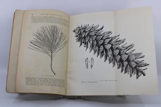 FOREST TREES OF THE PACIFIC COAST