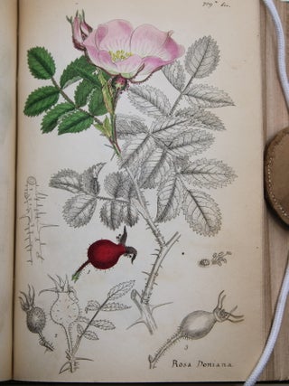 English Botany; or, Coloured Figures of British Plants.