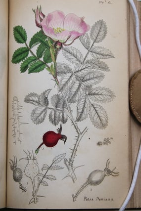 English Botany; or, Coloured Figures of British Plants.