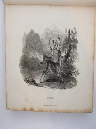 Recreations in Natural History: or, Popular Sketches of British Quadrupeds