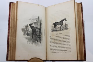 Recreations in Natural History: or, Popular Sketches of British Quadrupeds