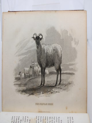 Recreations in Natural History: or, Popular Sketches of British Quadrupeds
